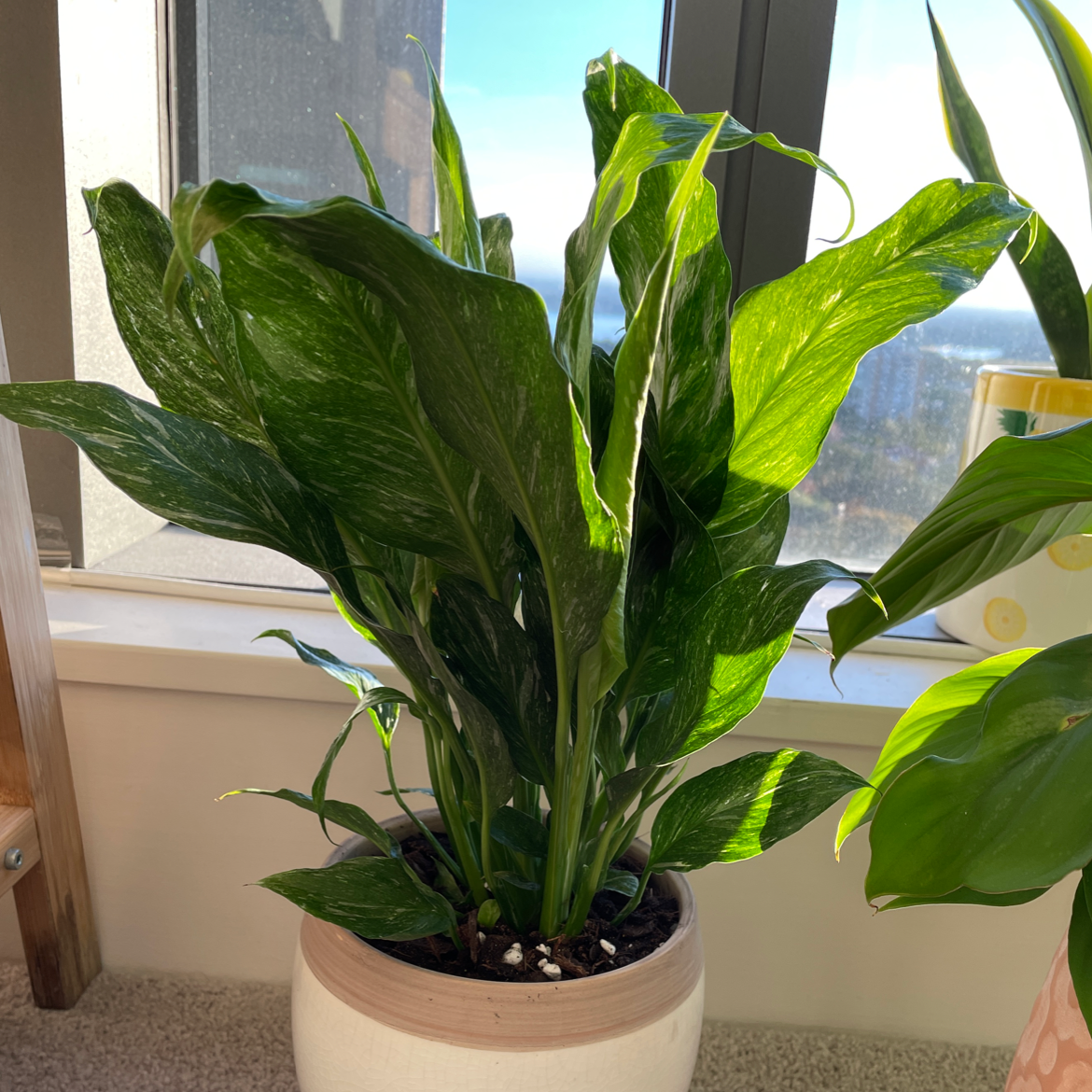 Healthy Domino Peace Lily in a white pot on a windowsill with vibrant green leaves.