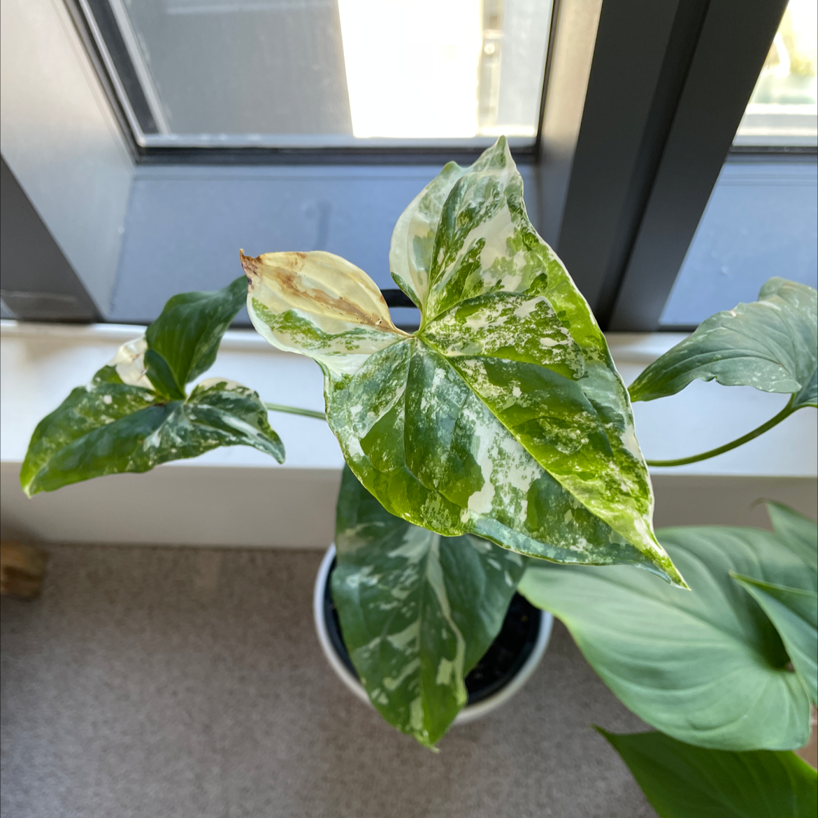 Variegated Arrowhead Vine near a window with visible browning on one leaf tip.