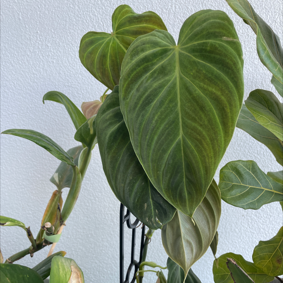 Philodendron melanochrysum x verrucosum with large, heart-shaped leaves, mostly healthy.