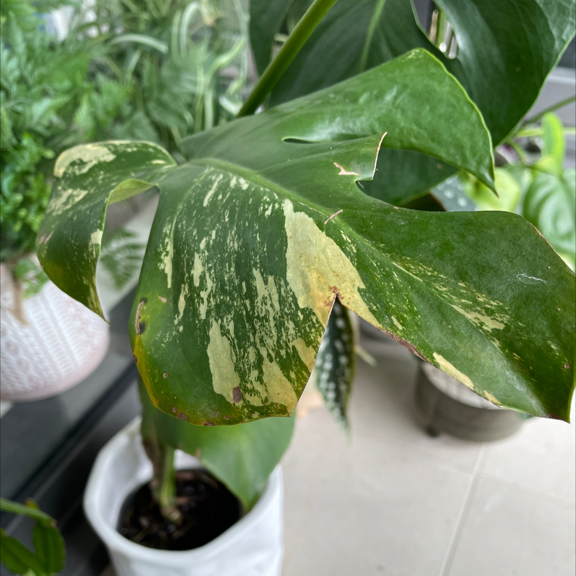 Thai Constellation Monstera with yellowing and browning leaf, potted with visible soil.