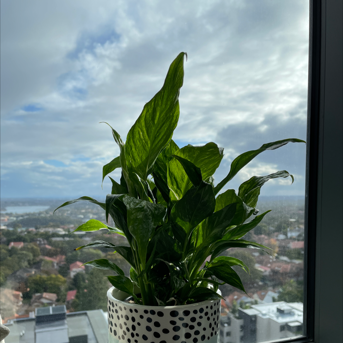 Domino Peace Lily in a pot near a window with a cityscape background.