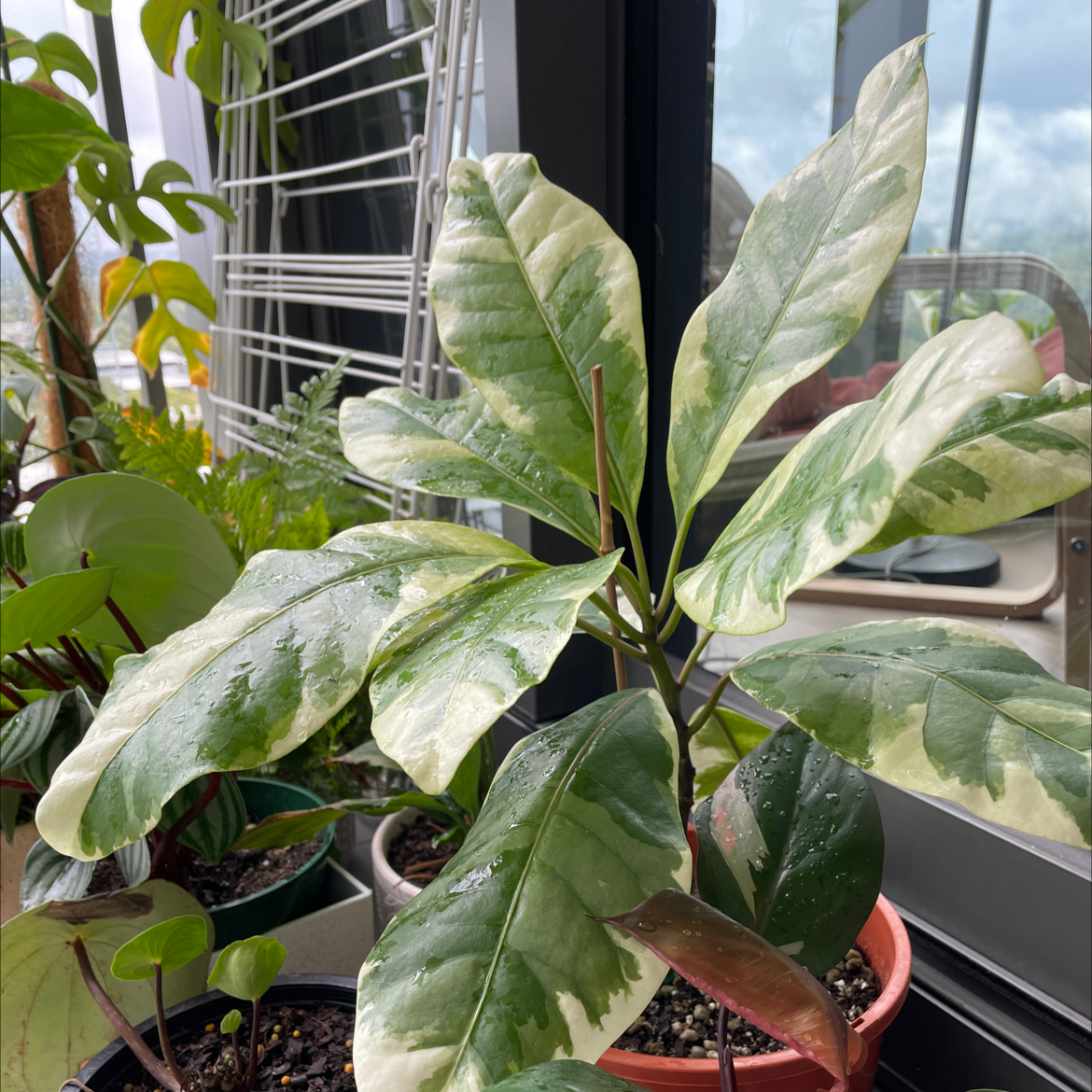 Photo of the plant species Birdlime Tree by @vivianc named Camo on Greg, the plant care app