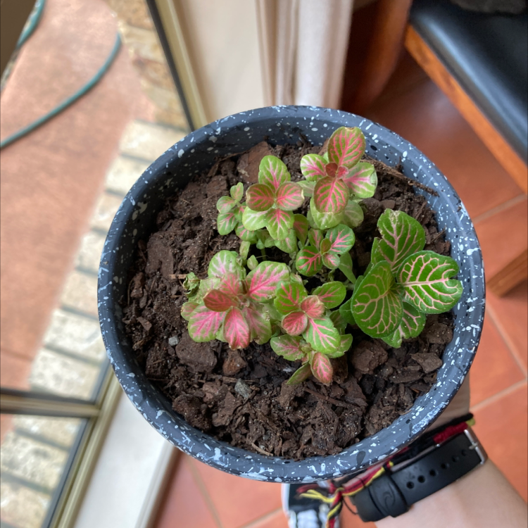 Healthy variegated Herbst's Bloodleaf plant in blue ceramic pot, dark moist soil visible.