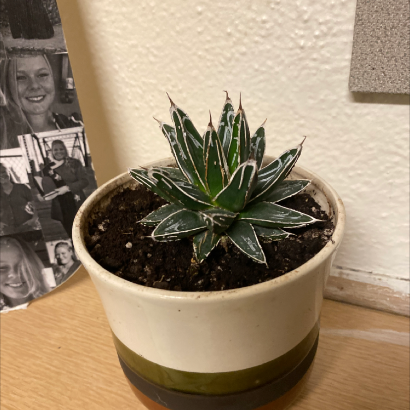 Queen Victoria Agave plant in a pot with visible soil, well-framed and in focus.