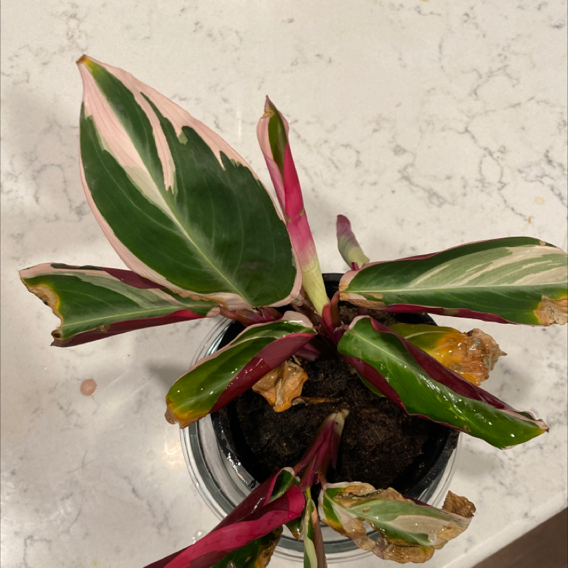 Never Never Plant with variegated leaves, some showing browning and yellowing. Potted with visible soil.