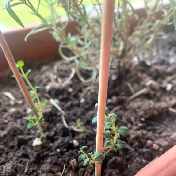 Close-up of a healthy common thyme plant growing in dark soil, with a human hand visible tending to it.