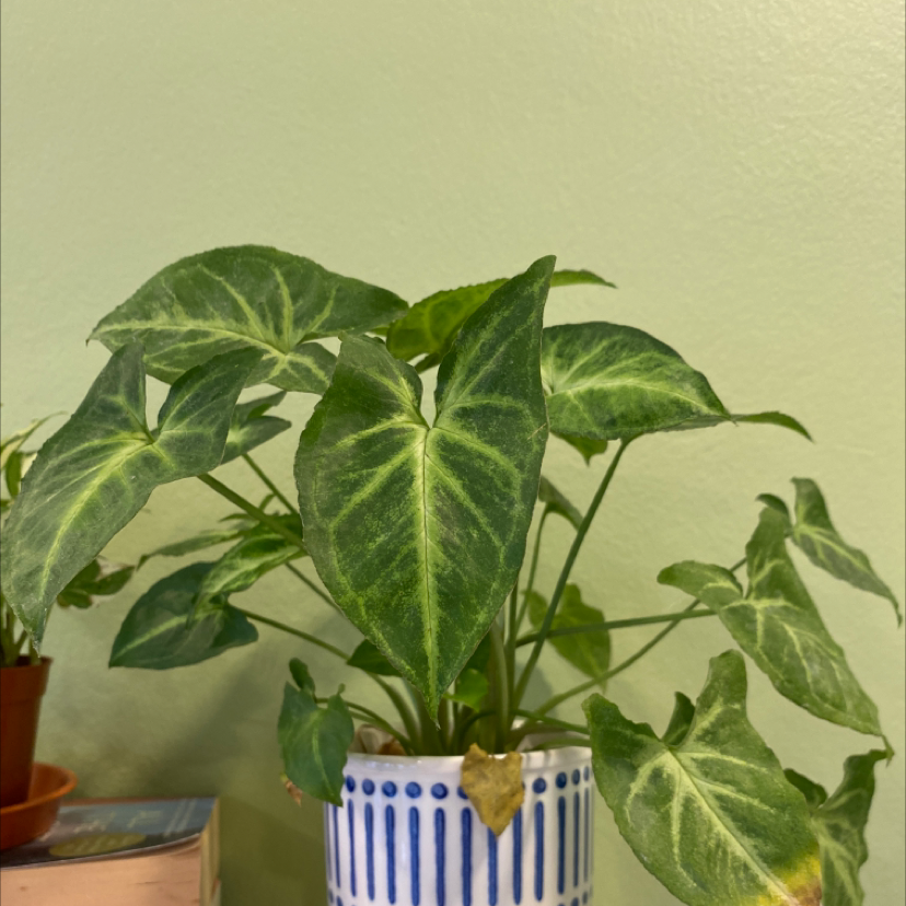 Photo of the plant species Syngonium 'Randy' by @Stephloy named Sir Plancelot on Greg, the plant care app