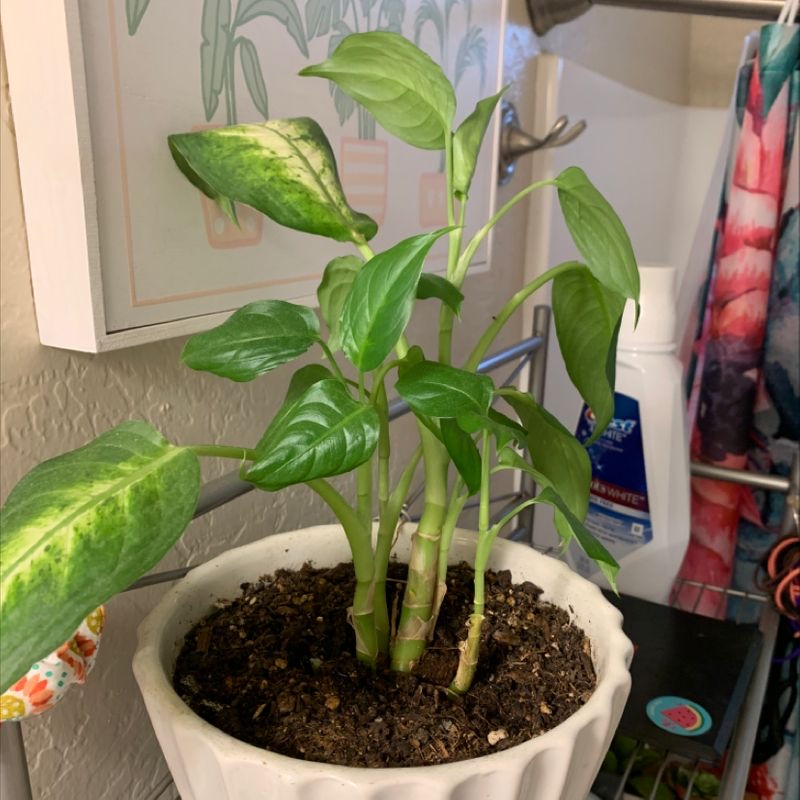 Photo of the plant species Rainbow lonantha by Mary named Dummy on Greg, the plant care app
