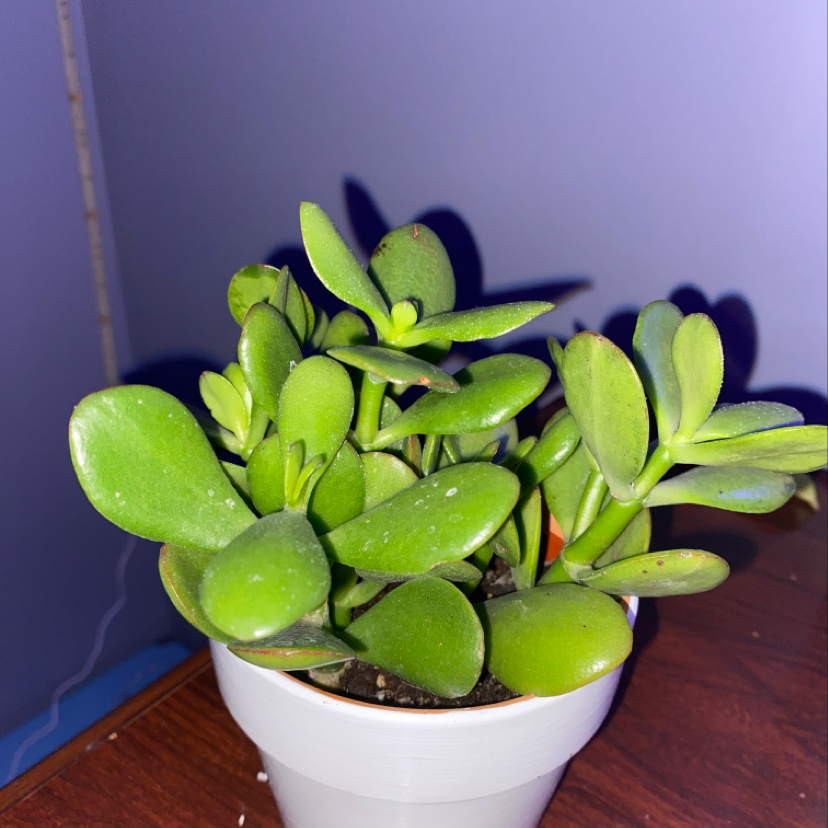 Plant care for pepperomia bellybuttons on Greg, the plant care app