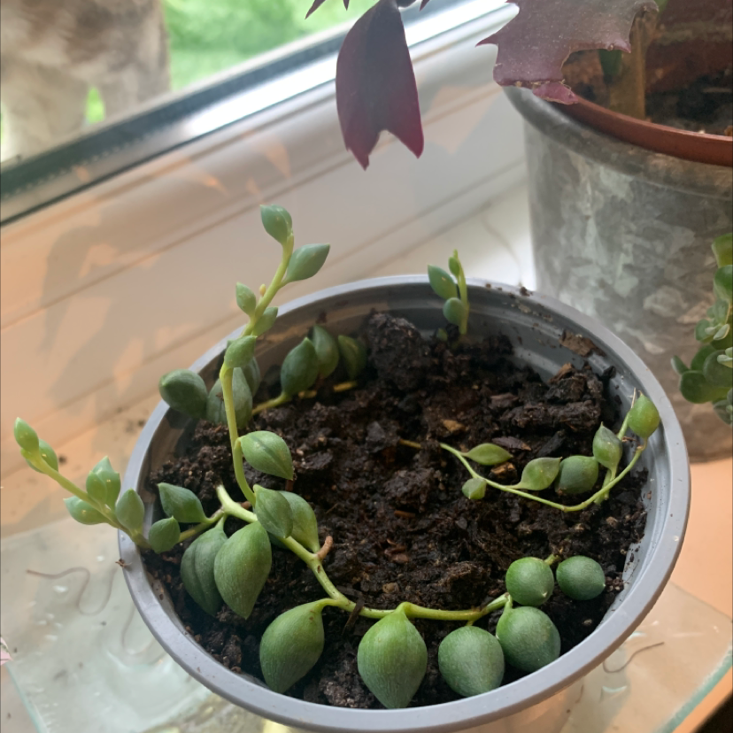 Potted String of Watermelons plant with small, round, green leaves. Soil is visible.