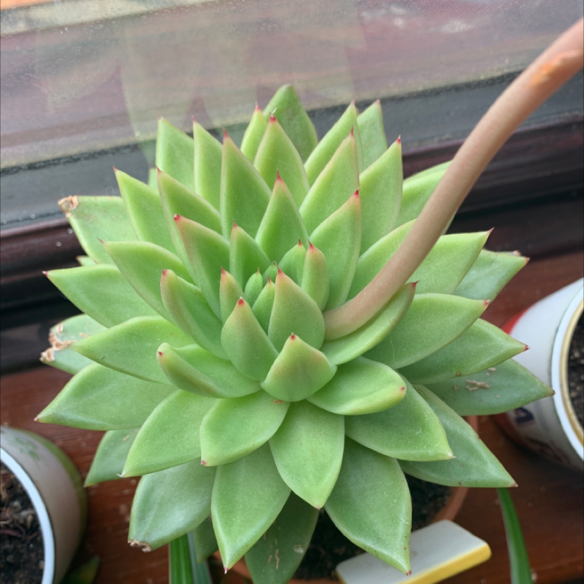 Photo of the plant species Lipstick Echeveria by @Madge named Planty on Greg, the plant care app