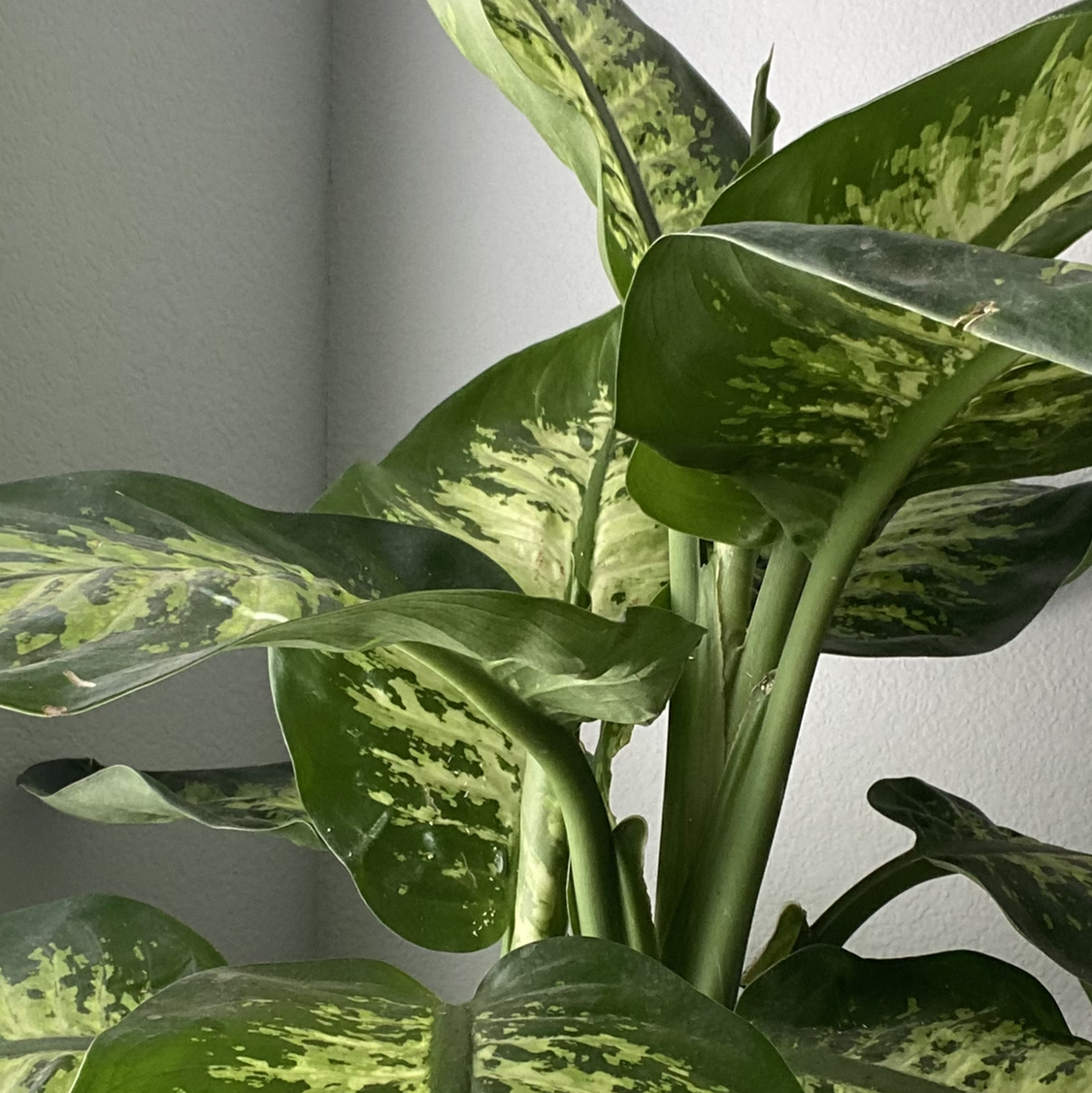 Photo of the plant species Dieffenbachia by @siamese.kat named Mando on Greg, the plant care app