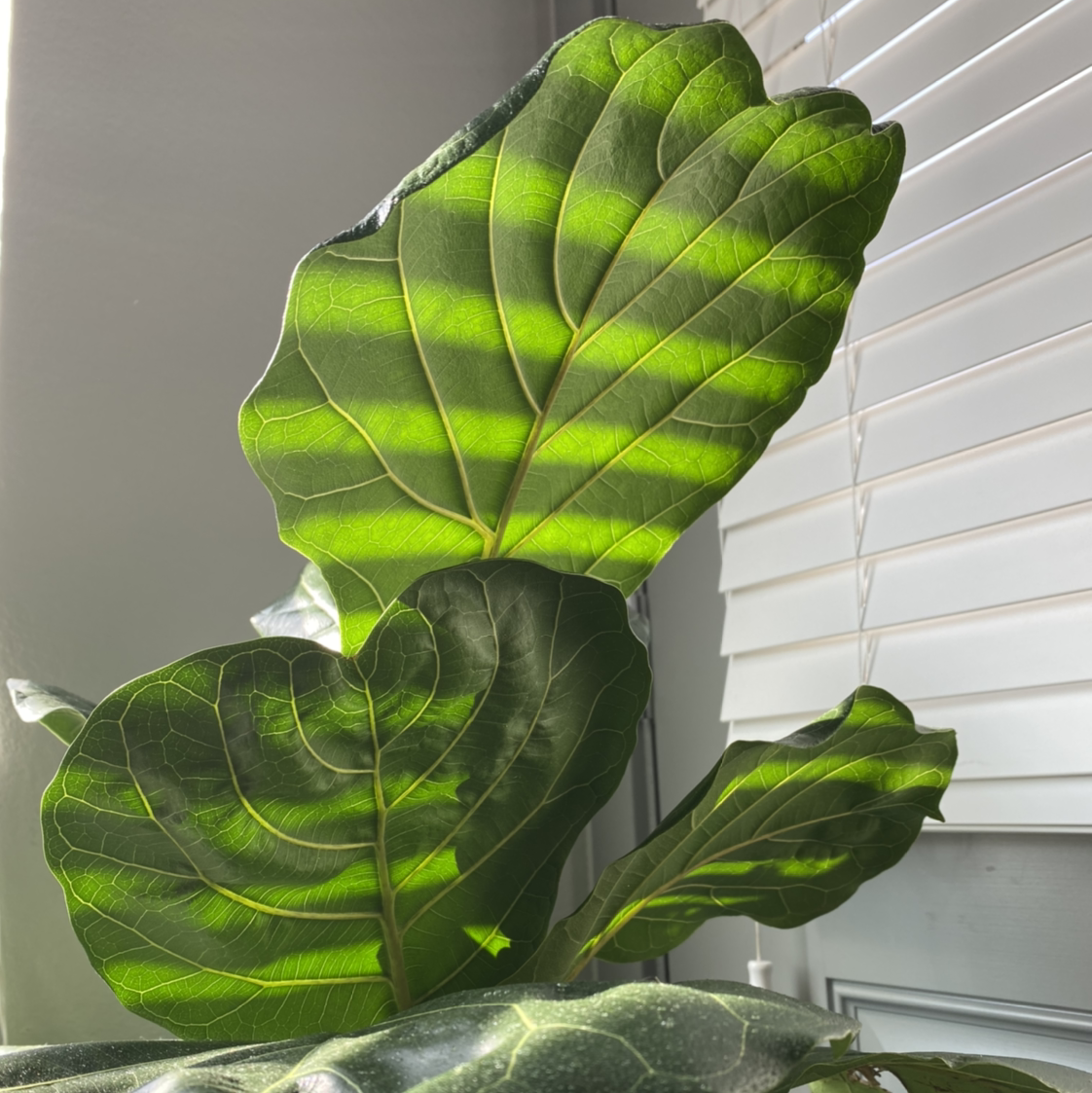 Photo of the plant species Fiddle Leaf Fig by @siamese.kat named Figgy on Greg, the plant care app