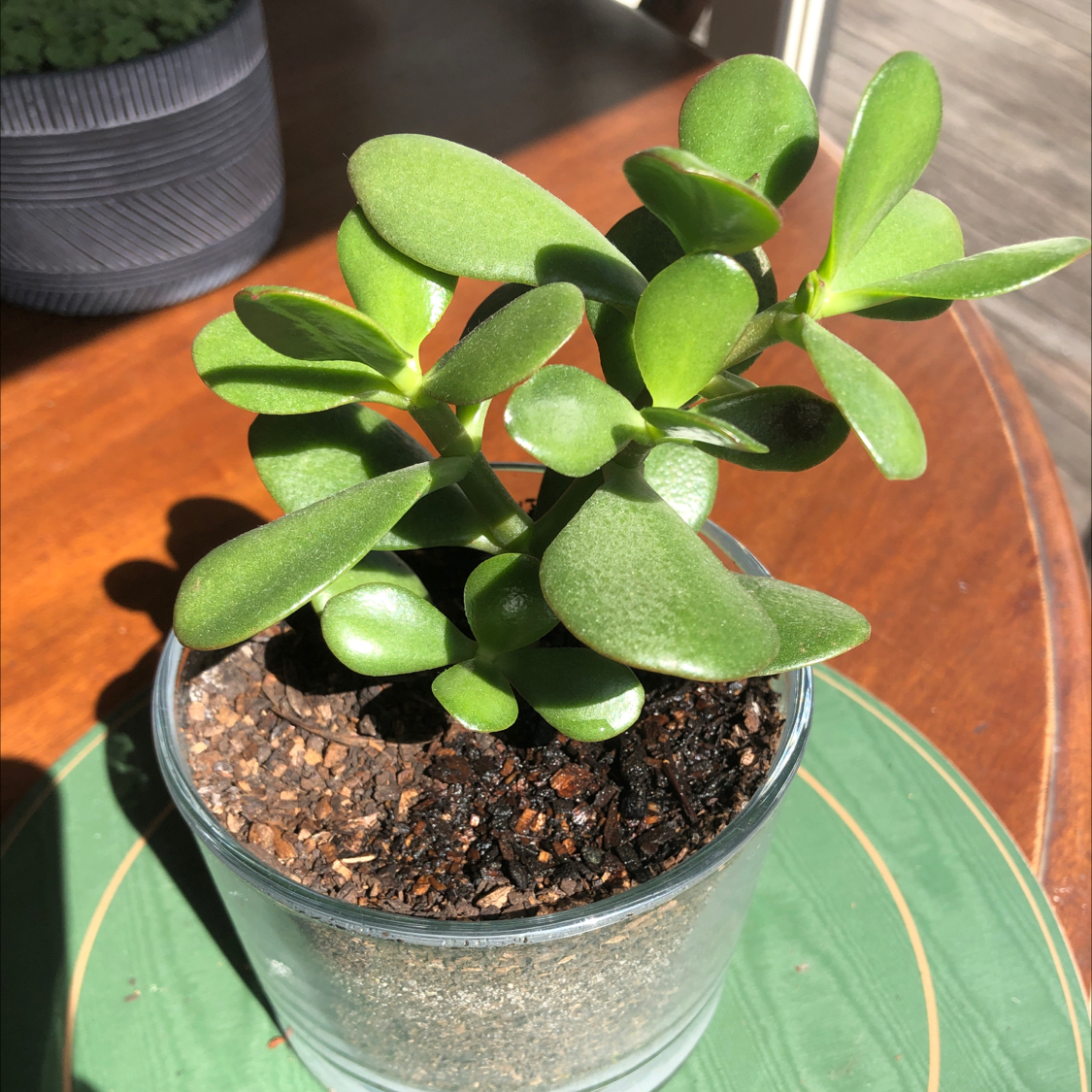 Photo of the plant species Jade by @JankyJade named Jungle Juice on Greg, the plant care app