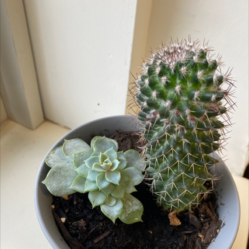 Potted Mexican Pincushion cactus and succulent with visible soil.