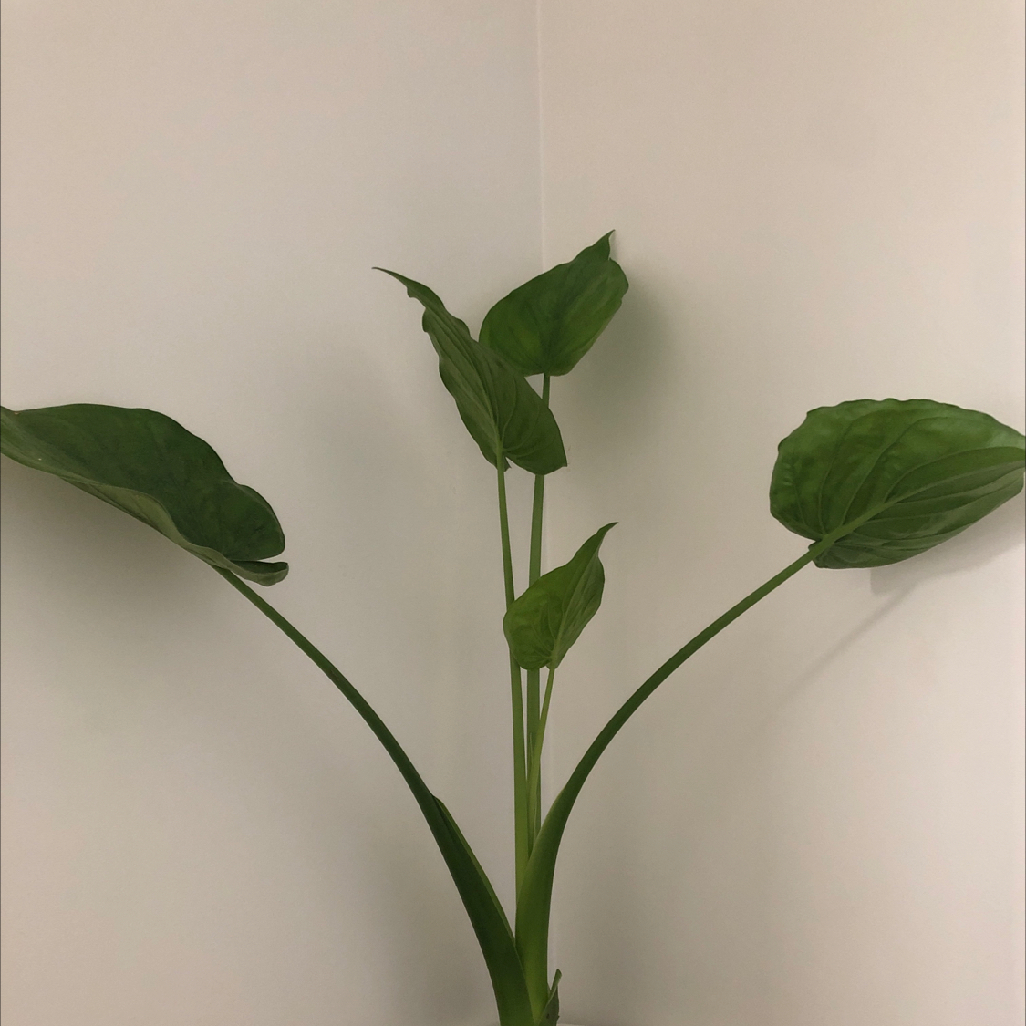 Healthy Chinese Taro plant with large, dark green, arrow-shaped leaves against a plain background.