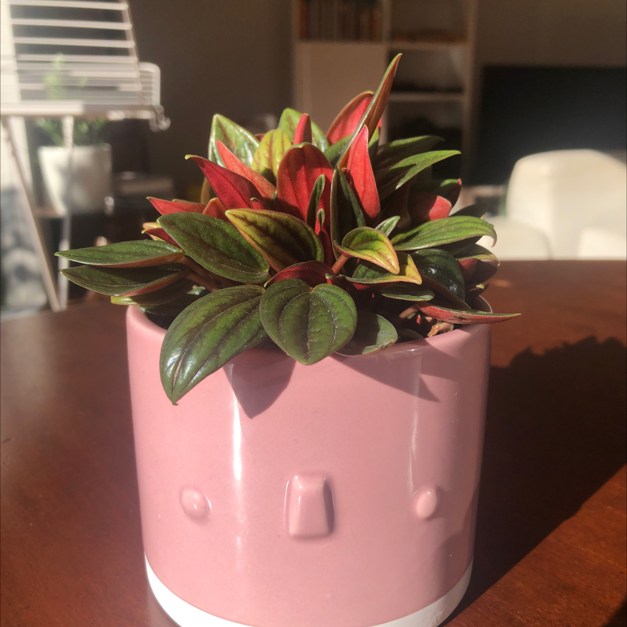 Photo of the plant species Peperomia 'Rosso' by @MankyMica named Pepperoni on Greg, the plant care app