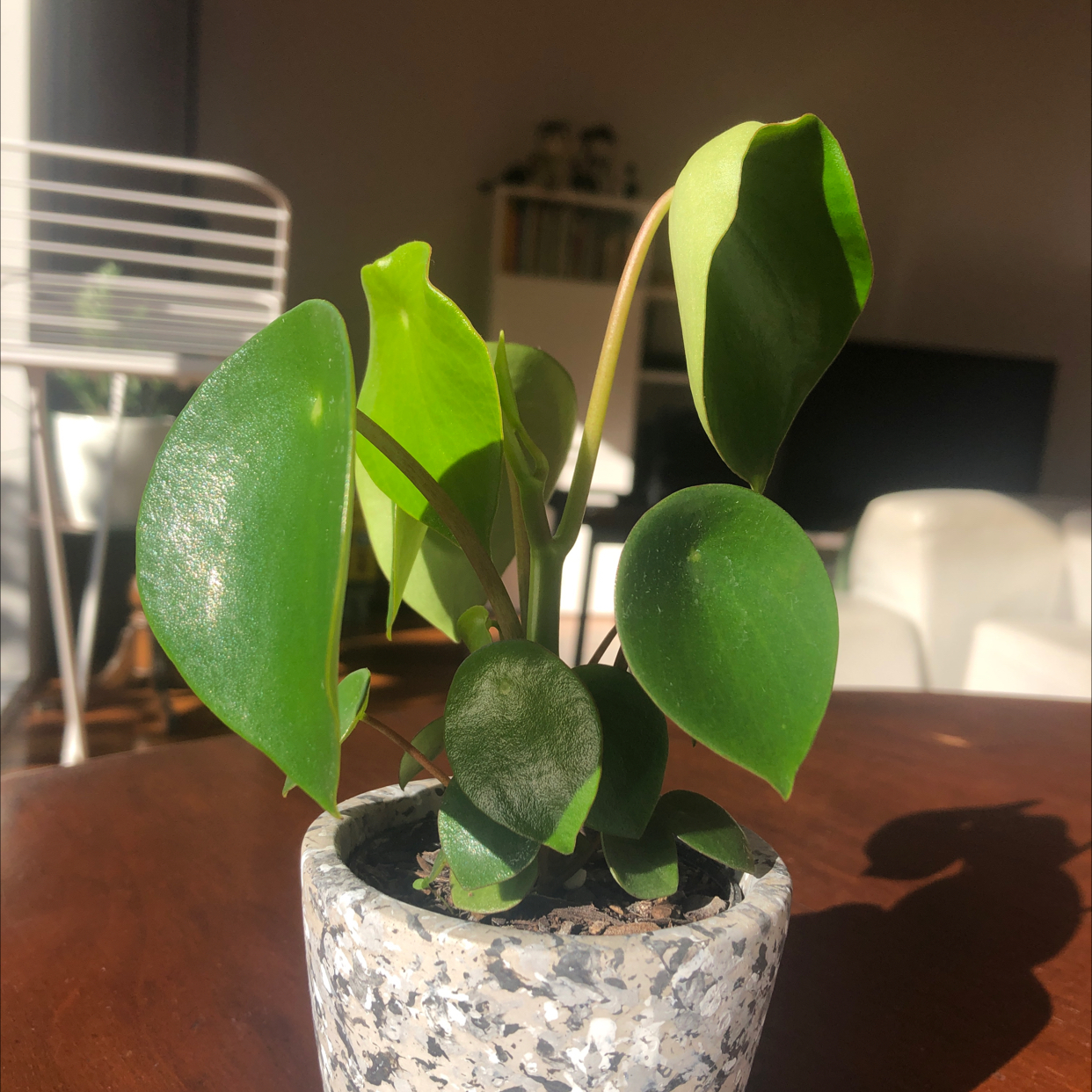 Photo of the plant species Raindrop Peperomia by @MankyMica named Mom on Greg, the plant care app