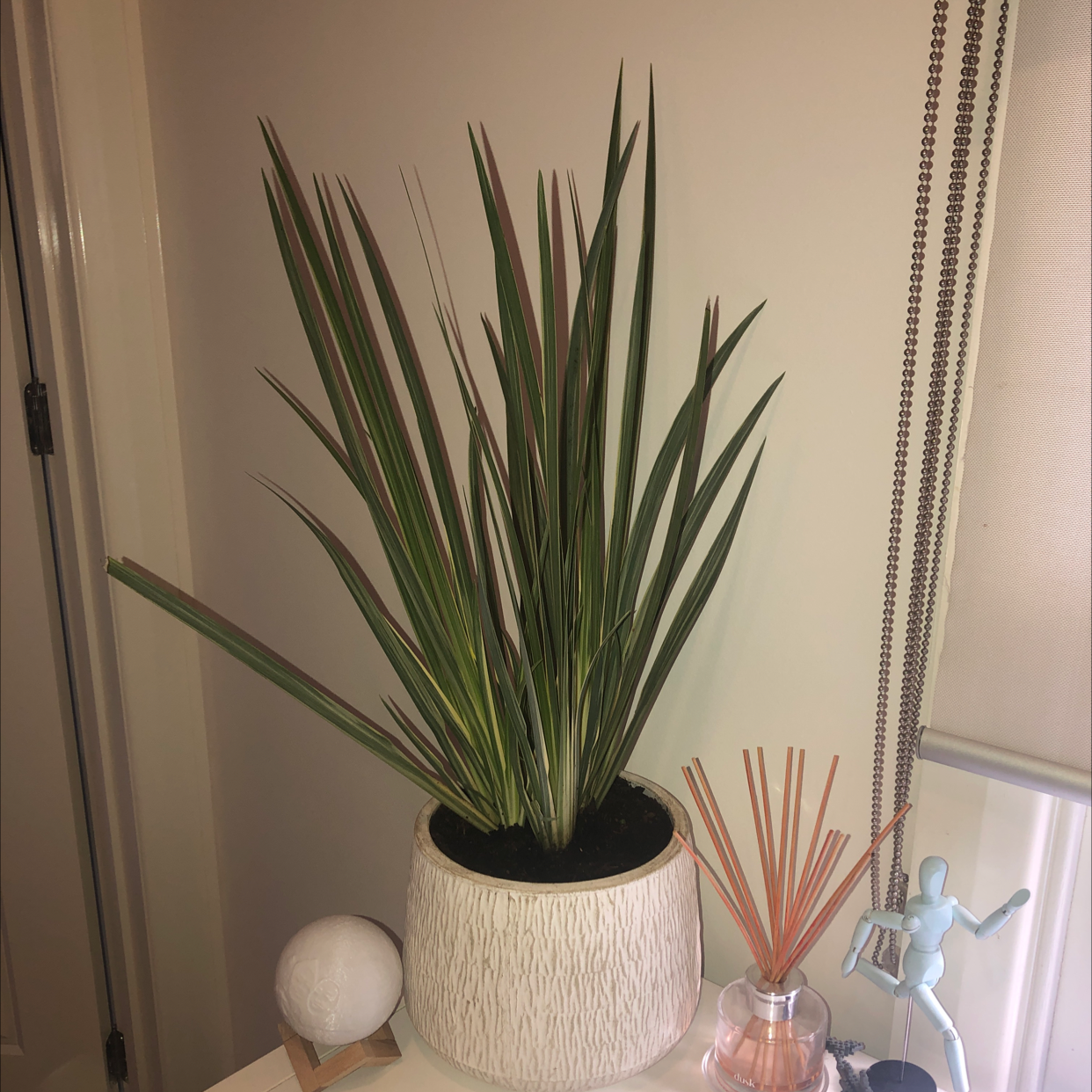 Photo of the plant species Iris by @MankyMica named Joe on Greg, the plant care app