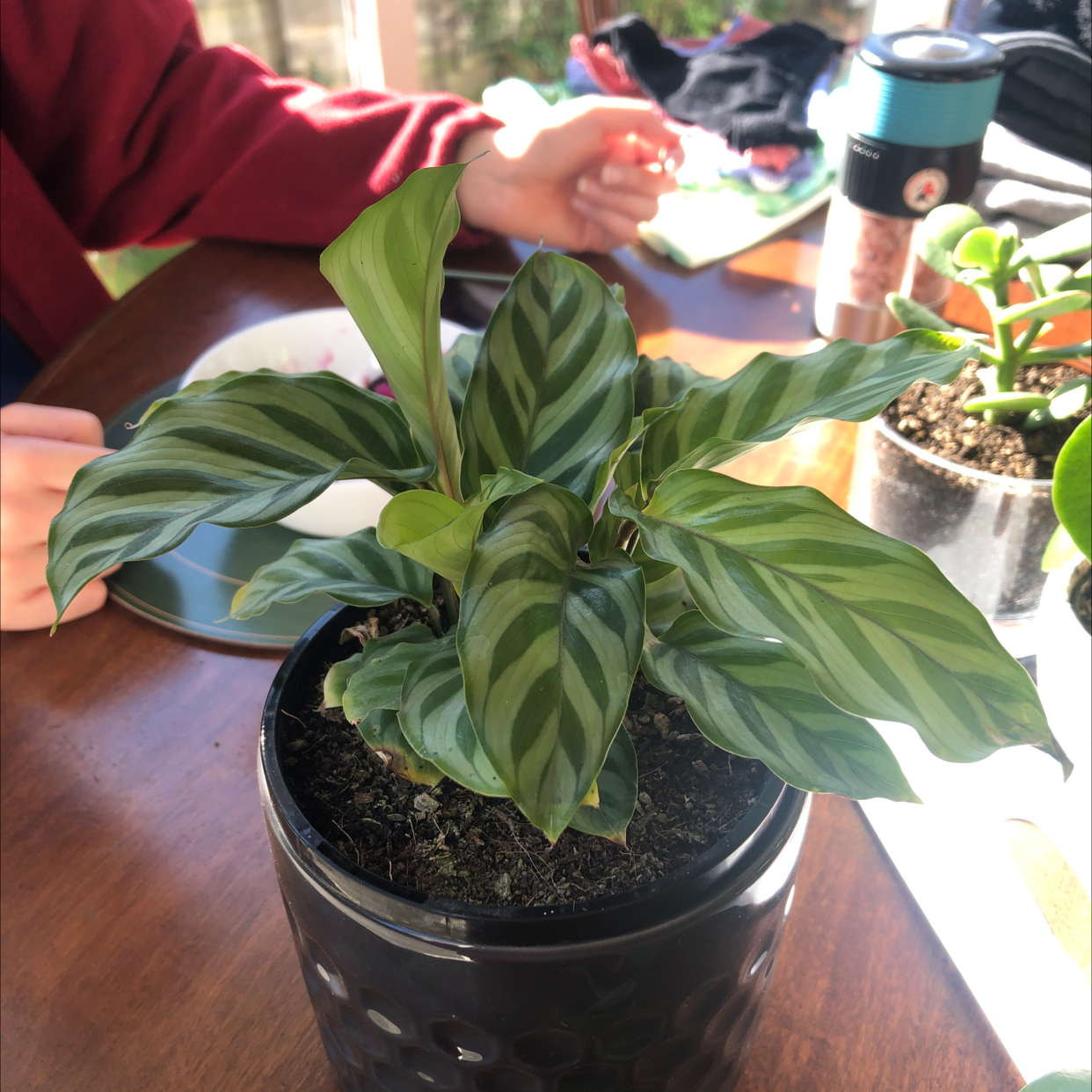 Photo of the plant species Calathea 'Freddie' by @MankyMica named Fredster on Greg, the plant care app