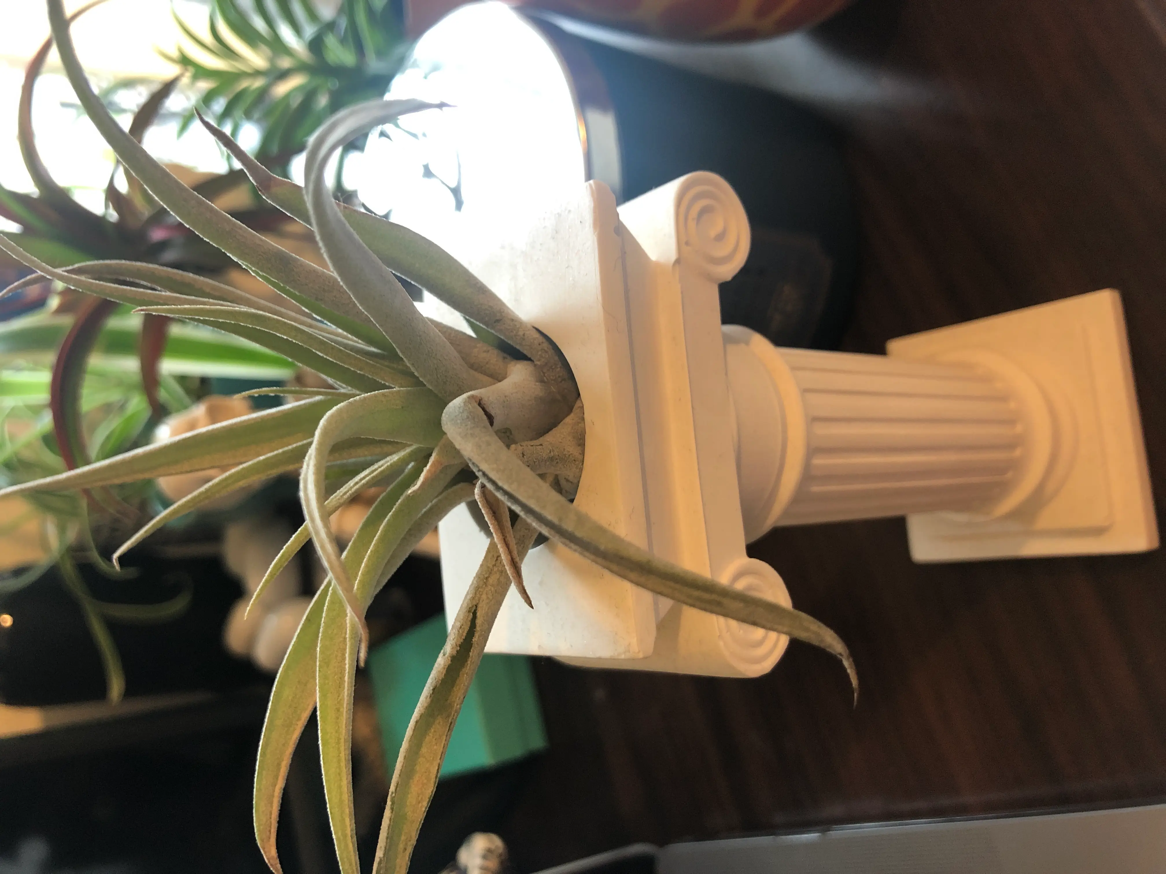 Medusa Head Air Plant on a white pedestal with other plants in the background.