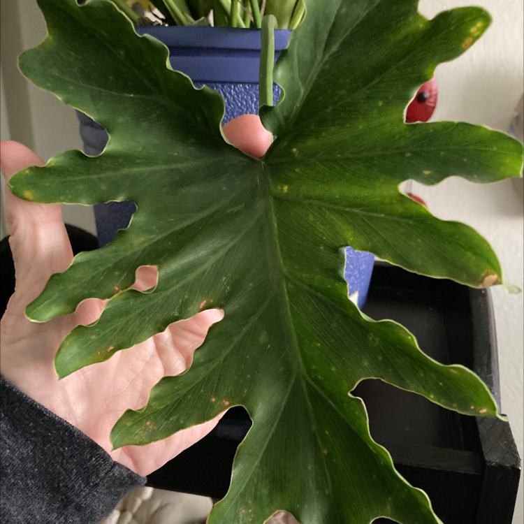 A hand holding a leaf of a Split Leaf Philodendron with minor browning at the edges.