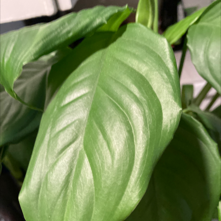 Photo of the plant species Chinese Evergreen by Carolyn named Your plant on Greg, the plant care app