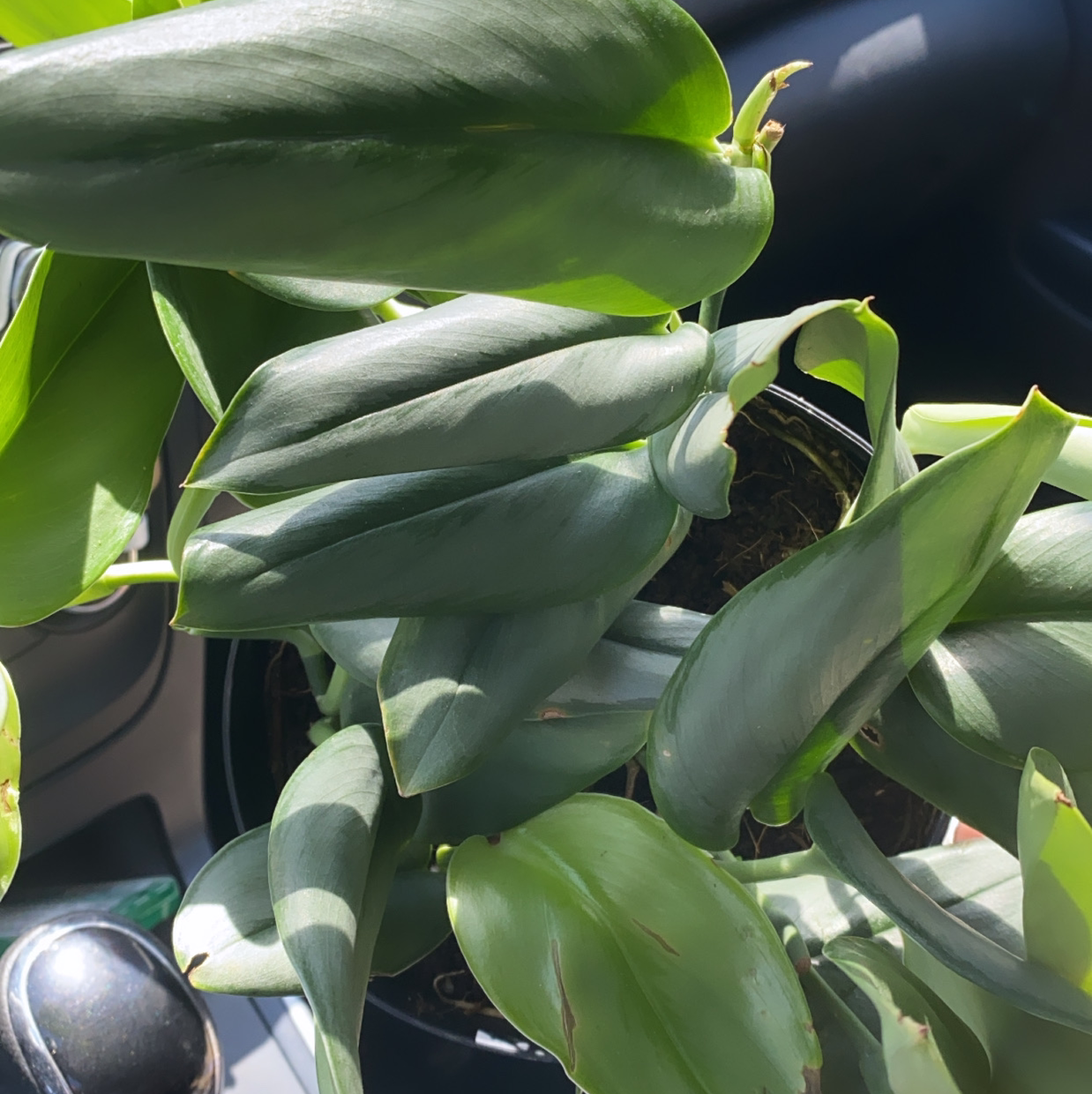 Photo of the plant species Scindapsus treubii 'Moonlight' by @Keilap named Moon on Greg, the plant care app