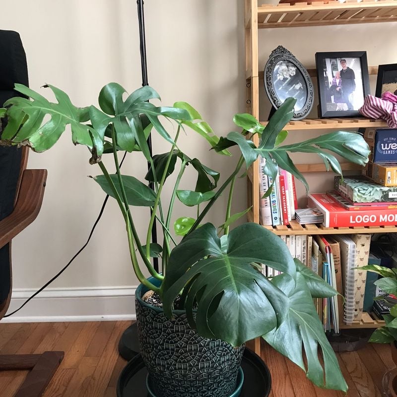Why Are My Swiss Cheese Plant Leaves Curling?