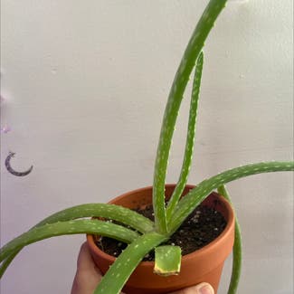 Aloe vera plant in Branford, Connecticut