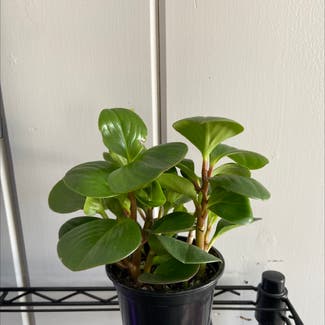 Lemon Lime Peperomia plant in Branford, Connecticut