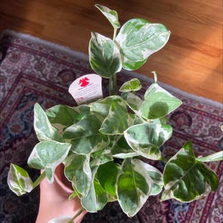 Pearls and Jade Pothos plant in Branford, Connecticut