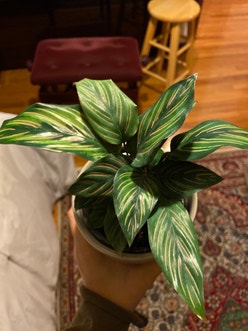 Pin-Stripe Calathea plant