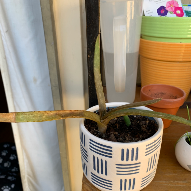 Aloe vera plant photo by @smitty75 named Little Aloe on Greg, the plant care app.