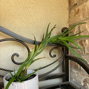 Aloiampelos Ciliaris plant photo by @smitty75 named Climbing Aloe & Bebes on Greg, the plant care app.