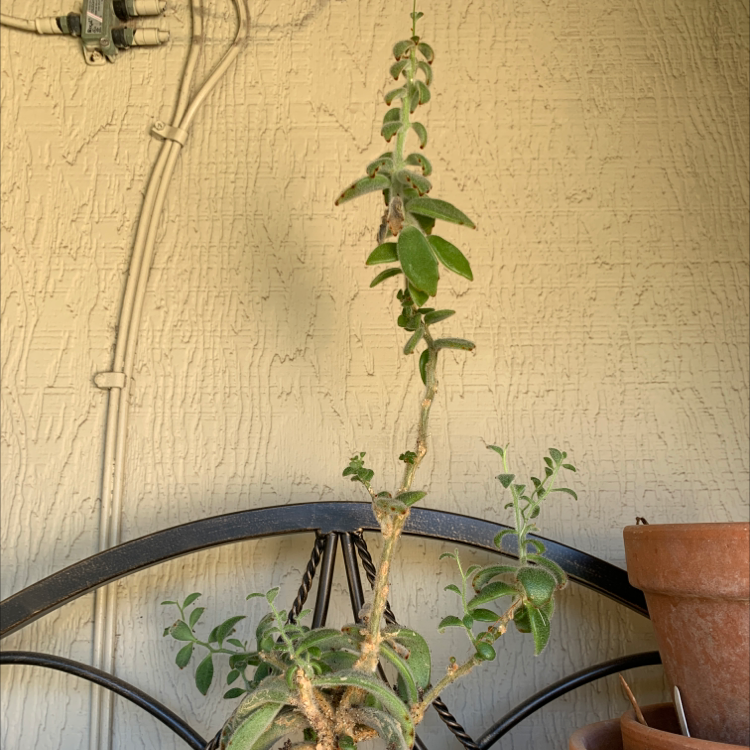 Panda Plant plant photo by @smitty75 named Birthday Buddy on Greg, the plant care app.