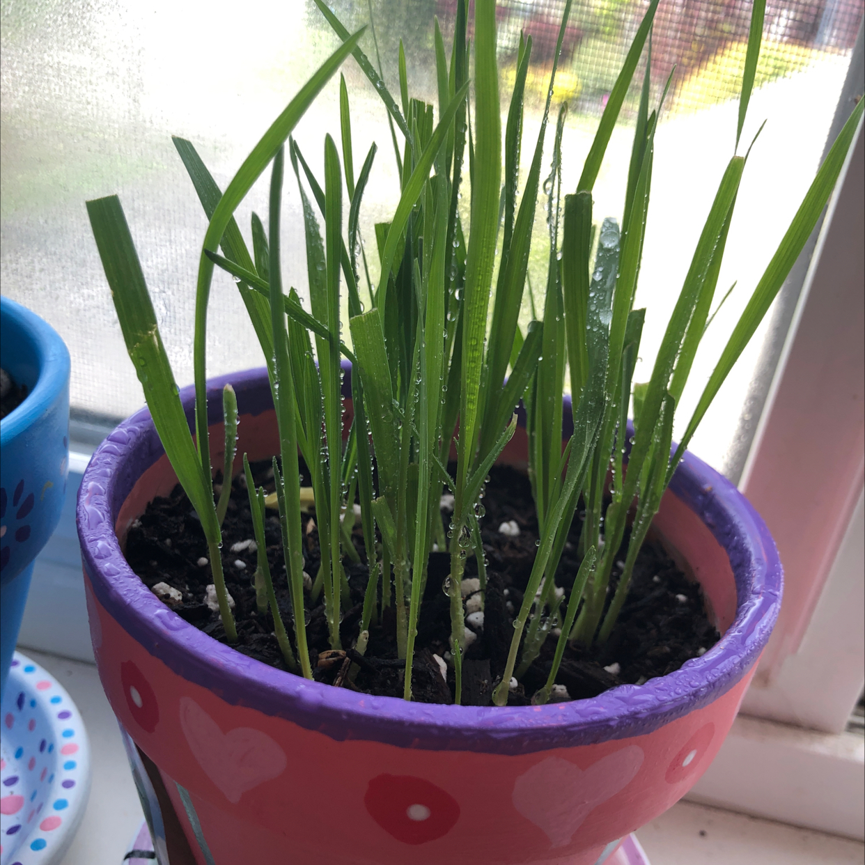 Potted Orchard Grass plant in a decorated pot with visible soil.