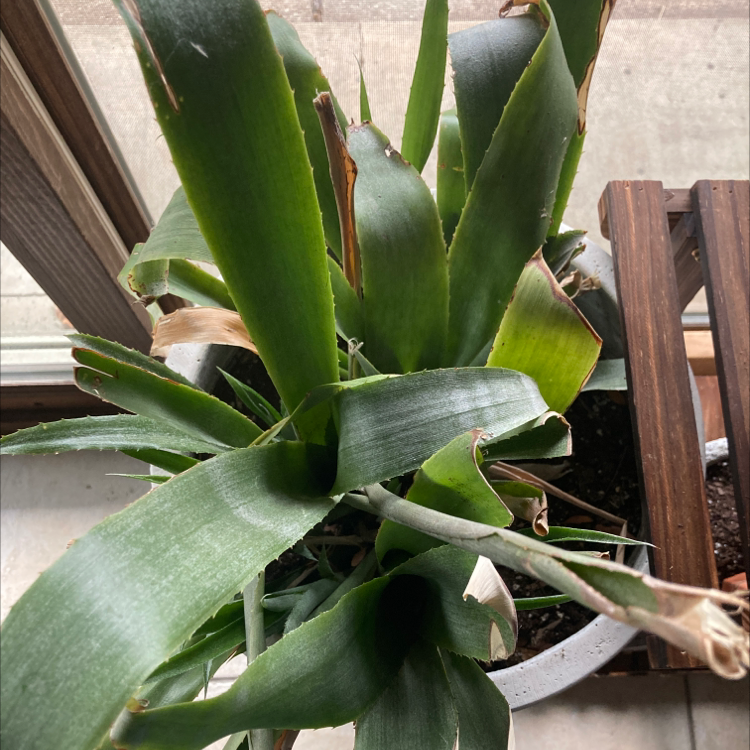 Queen's Tears plant with long green leaves, some browning at the tips, potted near a window.