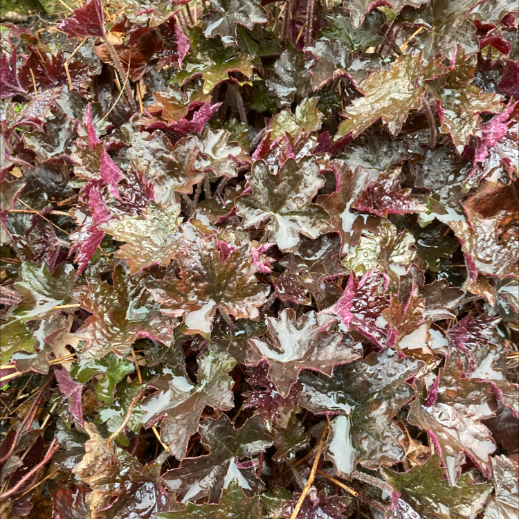 Photo of the plant species Chinese rhubarb by Chris named Your plant on Greg, the plant care app