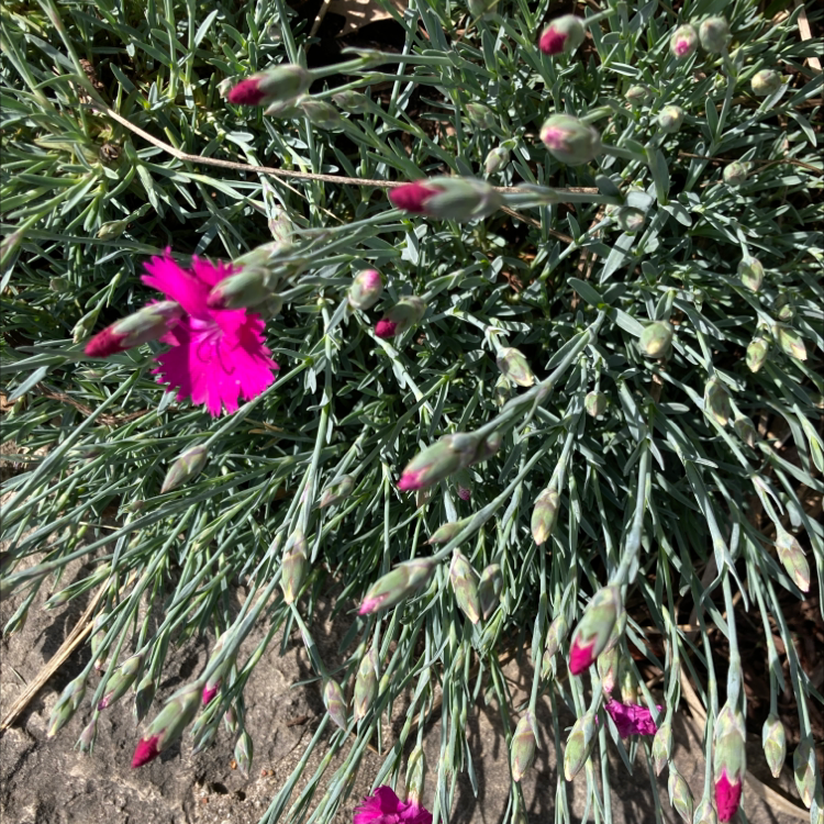 Border Carnation plant with buds and blooming flowers, appearing healthy.