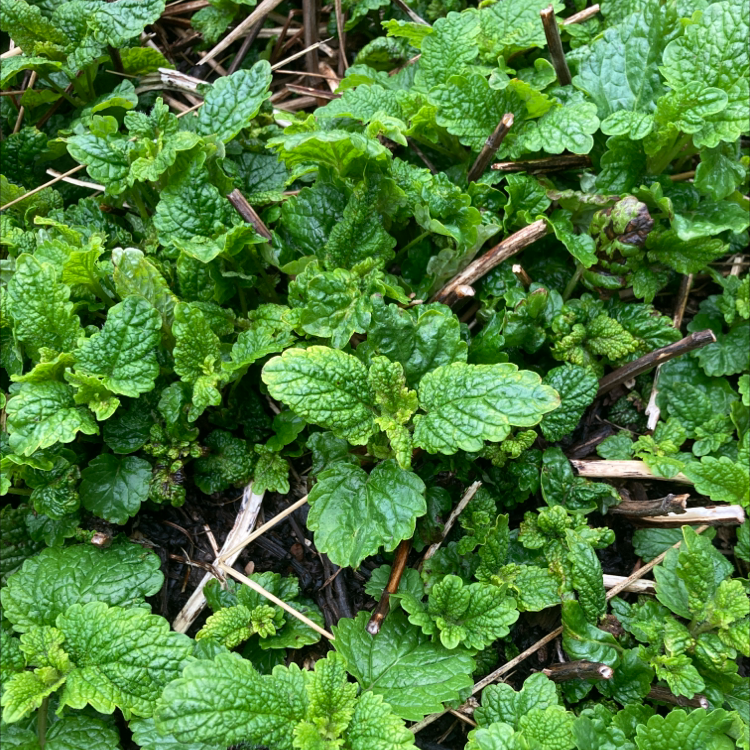 Dense cluster of healthy Lemon Balm (Melissa officinalis) plants with vibrant green leaves.