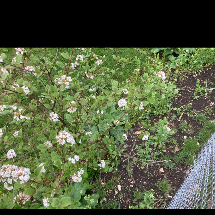 Photo of the plant species Viburnum carlesii by Chris named Your plant on Greg, the plant care app