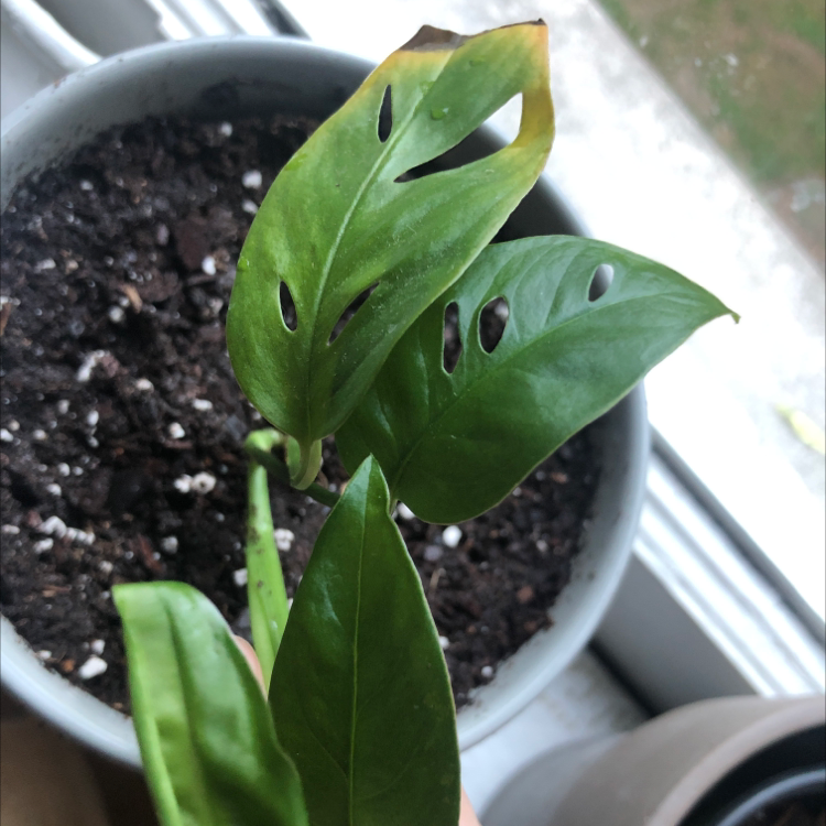 Swiss Cheese Vine plant photo by @Cb1 named Lara on Greg, the plant care app.