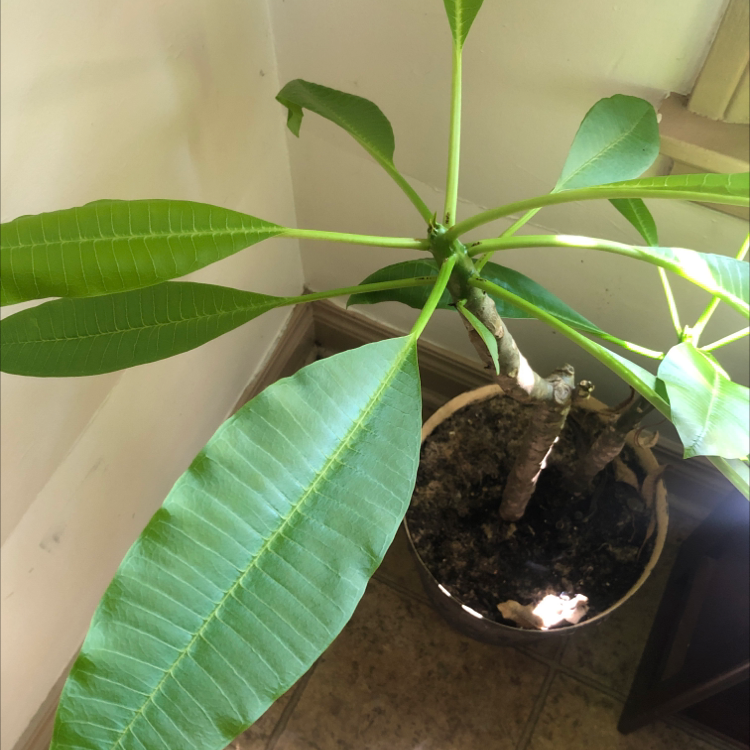 Potted Red Frangipani plant with healthy green leaves in a corner with natural light.
