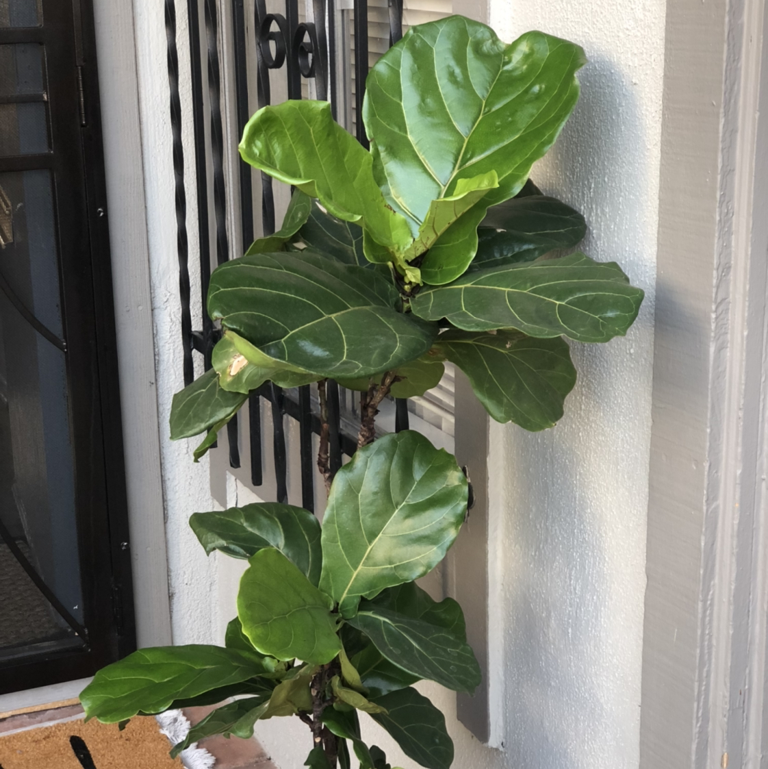 Dwarf Fiddle Leaf Fig plant with large, glossy green leaves, well-framed and centered.