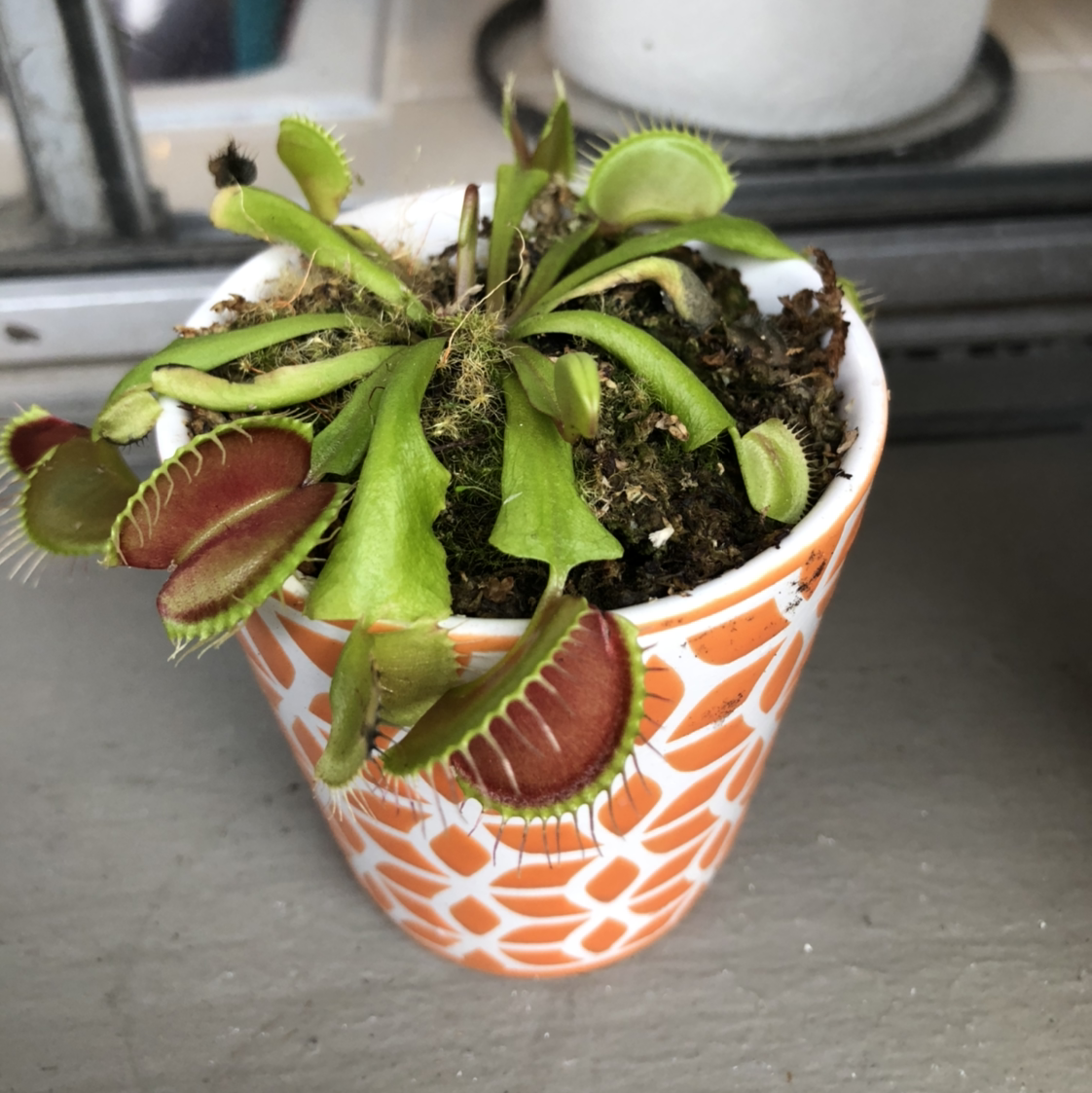 Red Piranha plant photo by @Rena named Seymour on Greg, the plant care app.