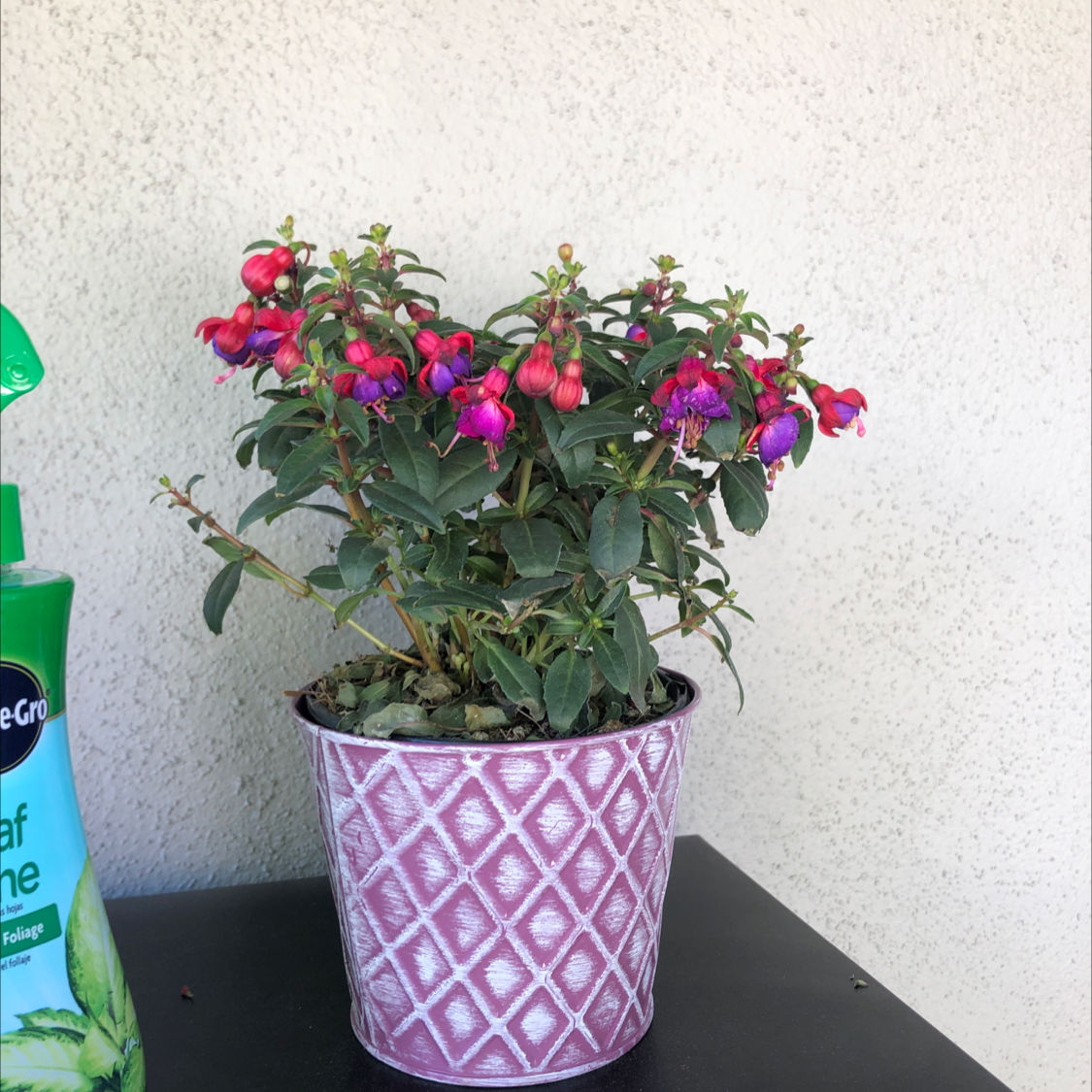 Hummingbird Fuchsia plant photo by @Rena named Fuschia on Greg, the plant care app.