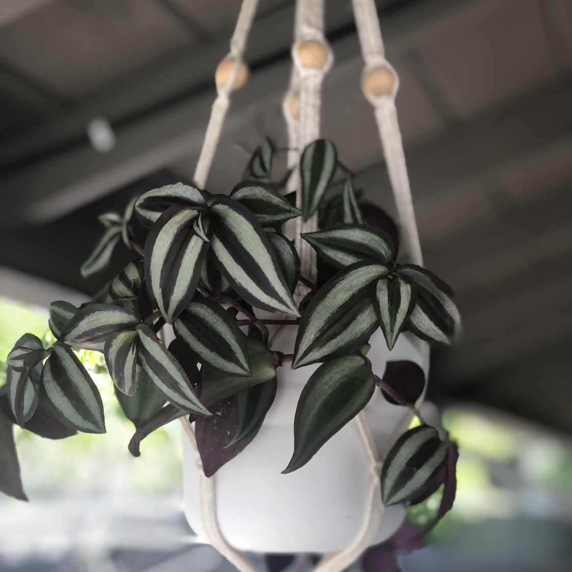 Photo of the plant species Tradescantia Zebrina by @Rena named Eliza on Greg, the plant care app