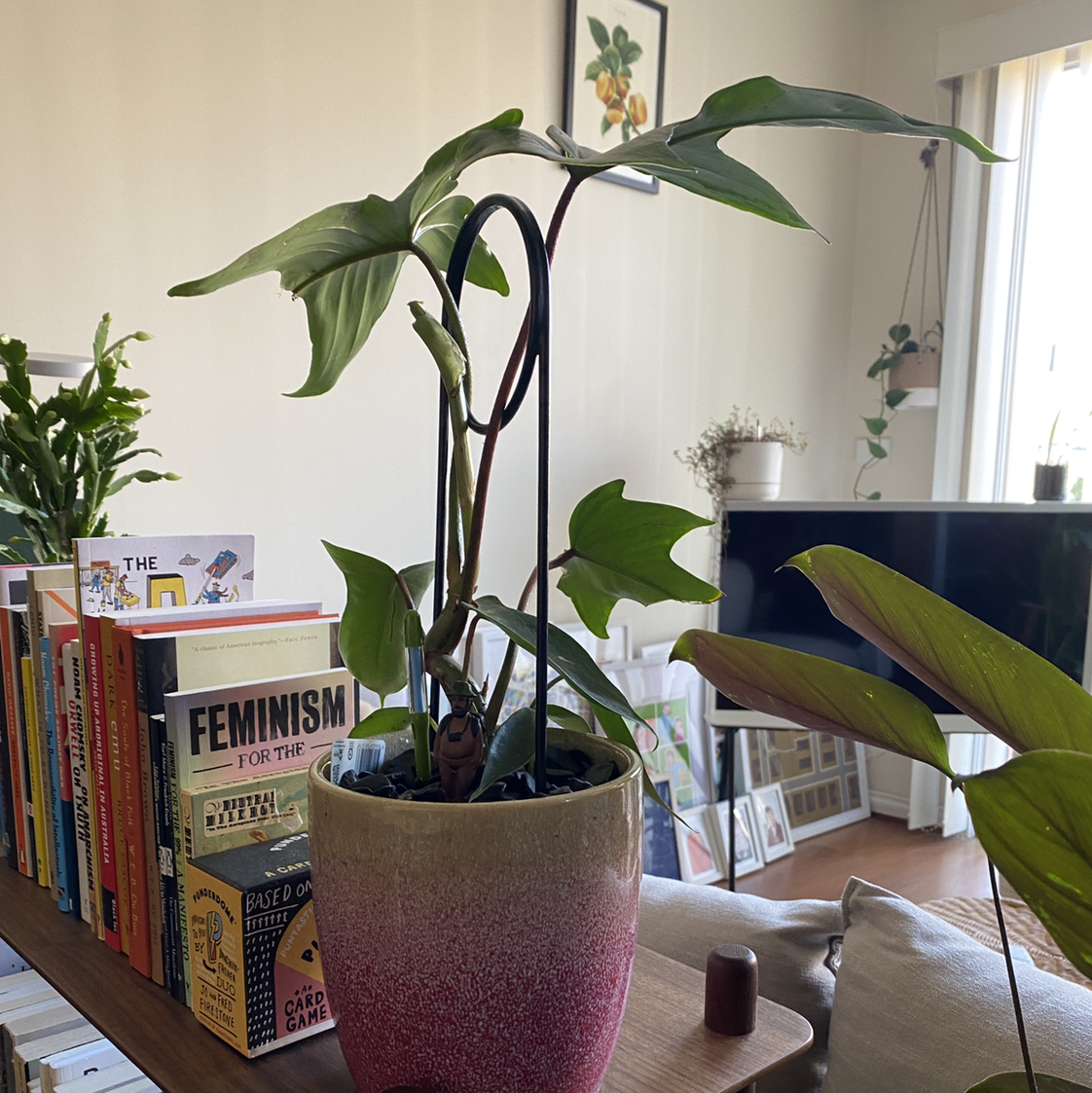 Philodendron 'Florida Ghost' plant in a pot on a table with books and other plants in the background.