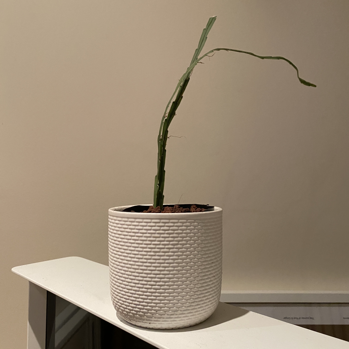 Potted Lepismium cruciforme with a single, elongated stem showing signs of wilting.